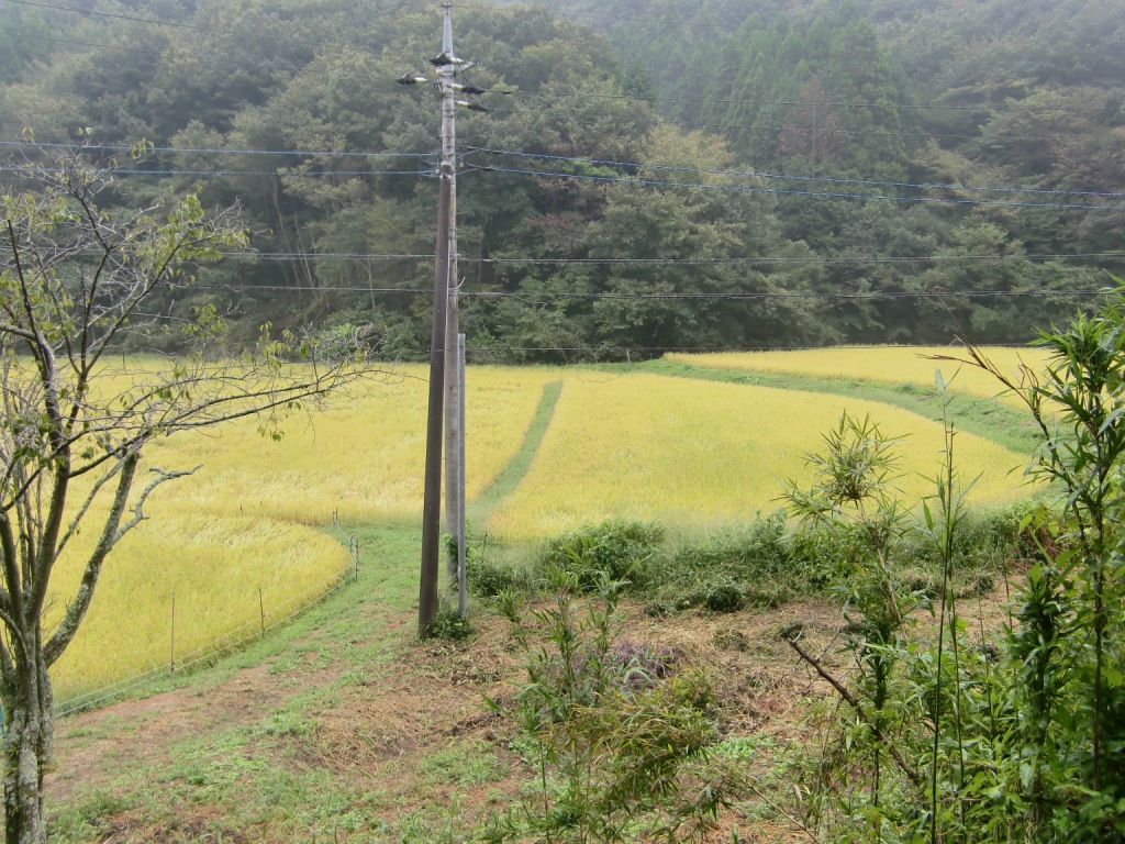 茨城こしひかり