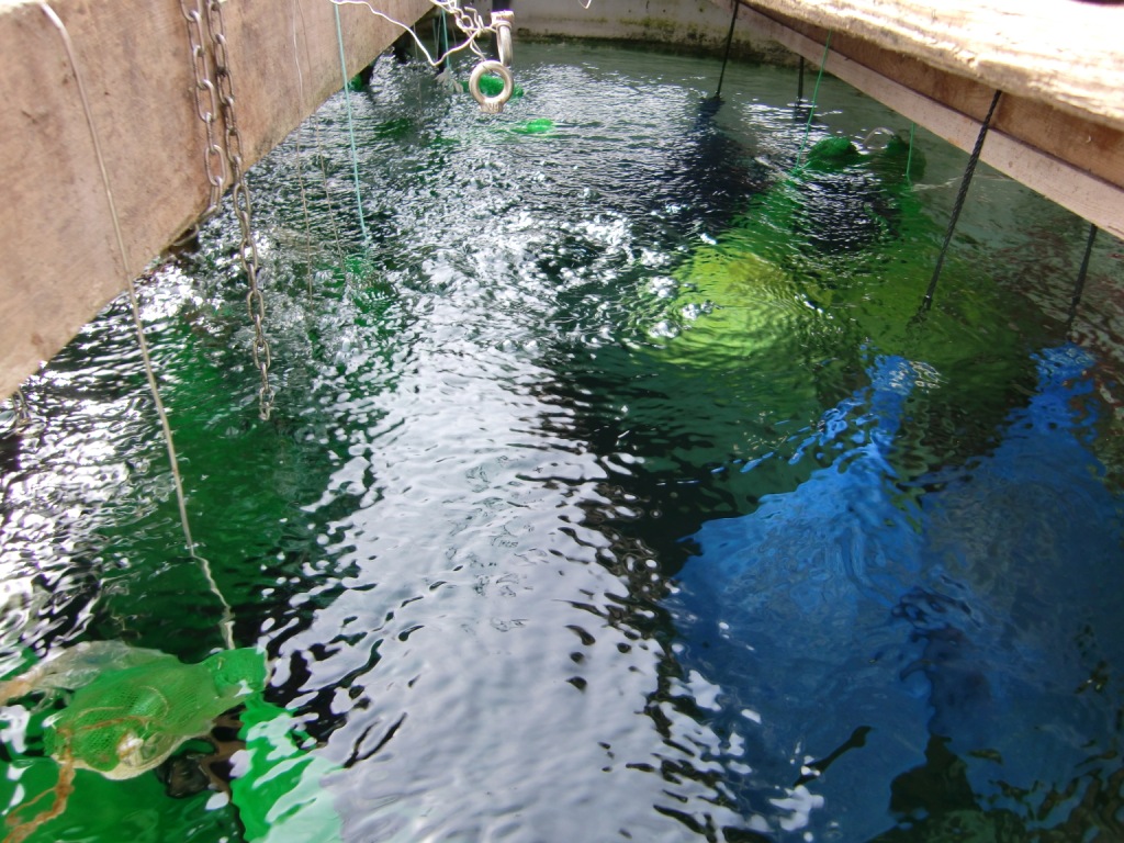 採卵鶏飲水改善