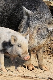 子豚の下痢が減少する補助飼料